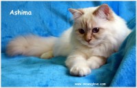 /album/fotogaleria%3a-ashima-de-catali%c2%b4s/ashimasnowyglove9meses-6-jpg/